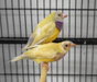 lady-gouldian-finch-orange-head-yellow-back-920255_88x75_crop_center
