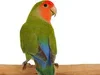 Peach-faced lovebird