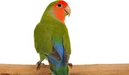 lovebird-peach-face-393415_129x75_crop_center Peach-faced lovebird