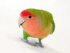 Peach-faced lovebird