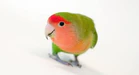 Peach-faced lovebird