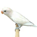 Lovebird White