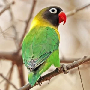 Lovebird Green Yellow Collared Black Masked