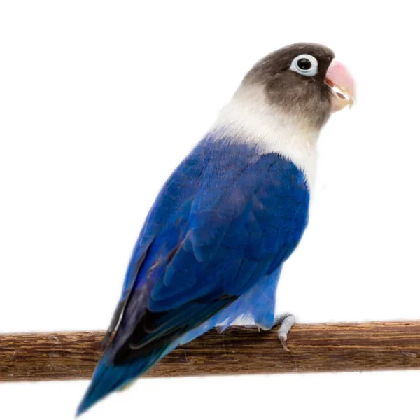 lovebird-yellow-collared-blue-masked-390221_695x695 Lovebird Blue White Collared Black Masked