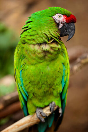 Military Macaw