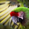 Military Macaw