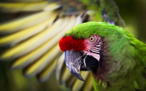 military-macaw2 Military Macaw
