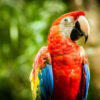 scarlet macaw parrot