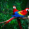 scarlet macaw