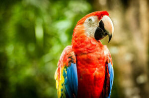 scarlet macaw parrot