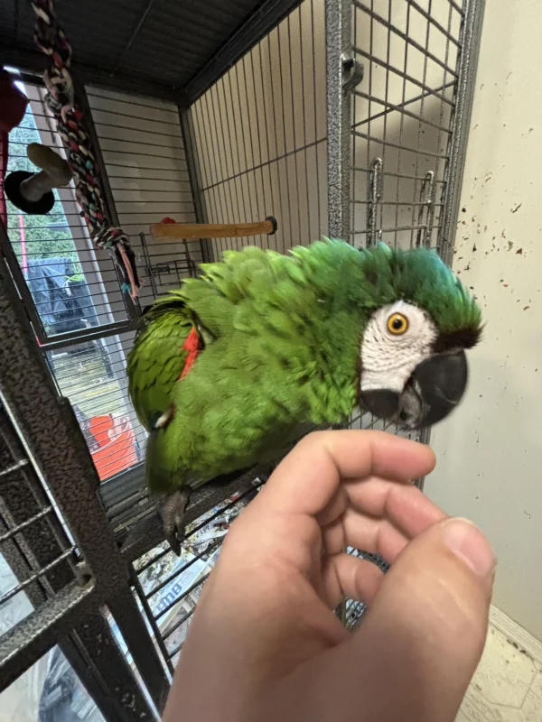 Severe Macaw for sale Hand-fed Severe Macaw parrot Tame Chestnut-fronted Macaw Medium-sized macaw for home Mini macaw species Severe Macaw care and feeding Socialized Severe Macaw USA Talking macaws under 20 inches Macaw with brown forehead Severe Macaw cage requirements Hand-raised macaws for adoption Ethical macaw breeders USA Severe Macaw for sale Hand-fed Severe Macaw parrot Tame Chestnut-fronted Macaw Medium-sized macaw for home Mini macaw species Severe Macaw care and feeding Socialized Severe Macaw USA Talking macaws under 20 inches Macaw with brown forehead Severe Macaw cage requirements Hand-raised macaws for adoption Ethical macaw breeders USA