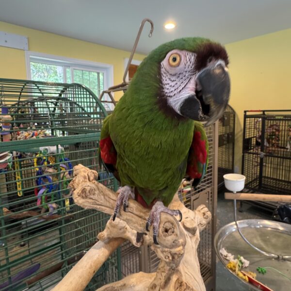 Severe Macaw for sale Hand-fed Severe Macaw parrot Tame Chestnut-fronted Macaw Medium-sized macaw for home Mini macaw species Severe Macaw care and feeding Socialized Severe Macaw USA Talking macaws under 20 inches Macaw with brown forehead Severe Macaw cage requirements Hand-raised macaws for adoption Ethical macaw breeders USA Severe Macaw for sale Hand-fed Severe Macaw parrot Tame Chestnut-fronted Macaw Medium-sized macaw for home Mini macaw species Severe Macaw care and feeding Socialized Severe Macaw USA Talking macaws under 20 inches Macaw with brown forehead Severe Macaw cage requirements Hand-raised macaws for adoption Ethical macaw breeders USA