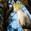 Sulphur Crested Cockatoo