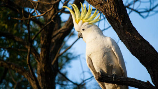 A sulphur crested cockatoo showing off Sulphur Crested Cockatoo