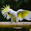 Sulphur Crested Cockatoo