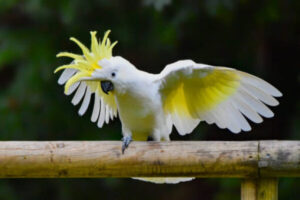 Sulphur Crested Cockatoo