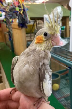 Cockatiel Pearl, hand fed Cockatiel, tame Cockatiel for sale, exotic birds, parrots for sale, healthy Cockatiel, bird shipping USA, Todd Marcus Birds Exotic, pet birds, vaccinated birds Cockatiel Pearl, hand fed Cockatiel, tame Cockatiel for sale, exotic birds, parrots for sale, healthy Cockatiel, bird shipping USA, Todd Marcus Birds Exotic, pet birds, vaccinated birds