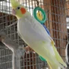 Cockatiel White Albino.. White Albino Cockatiel, hand fed cockatiel, tame intelligent parrot, exotic bird shipping, talking cockatiel for sale, vaccinated cockatiels, Todd Marcus Birds Exotic, exotic birds for sale, hand reared birds, pet cockatiels