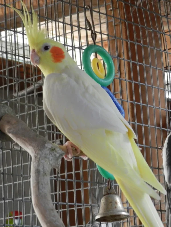 Cockatiel White Albino.. White Albino Cockatiel, hand fed cockatiel, tame intelligent parrot, exotic bird shipping, talking cockatiel for sale, vaccinated cockatiels, Todd Marcus Birds Exotic, exotic birds for sale, hand reared birds, pet cockatiels
