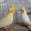 White Albino Cockatiel, hand fed cockatiel, tame intelligent parrot, exotic bird shipping, talking cockatiel for sale, vaccinated cockatiels, Todd Marcus Birds Exotic, exotic birds for sale, hand reared birds, pet cockatiels White Albino Cockatiel, hand fed cockatiel, tame intelligent parrot, exotic bird shipping, talking cockatiel for sale, vaccinated cockatiels, Todd Marcus Birds Exotic, exotic birds for sale, hand reared birds, pet cockatiels