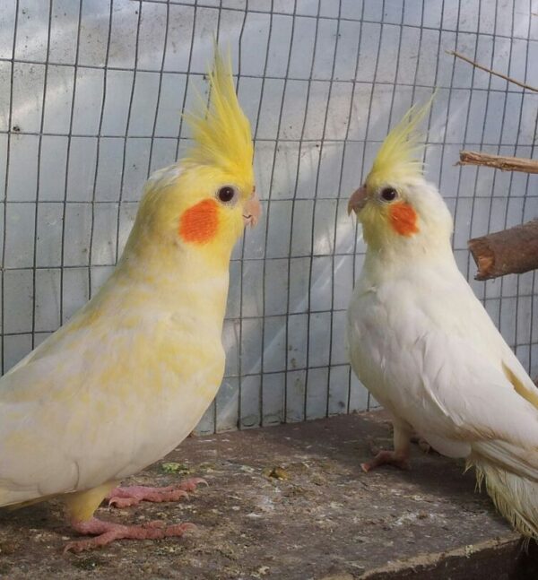 White Albino Cockatiel, hand fed cockatiel, tame intelligent parrot, exotic bird shipping, talking cockatiel for sale, vaccinated cockatiels, Todd Marcus Birds Exotic, exotic birds for sale, hand reared birds, pet cockatiels White Albino Cockatiel, hand fed cockatiel, tame intelligent parrot, exotic bird shipping, talking cockatiel for sale, vaccinated cockatiels, Todd Marcus Birds Exotic, exotic birds for sale, hand reared birds, pet cockatiels