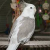 White Face Pearl Cockatiel, hand fed cockatiel, tame intelligent parrot, exotic bird shipping, Todd Marcus Birds Exotic, vaccinated cockatiels, exotic birds for sale, hand reared birds, pet cockatiels, pearl cockatiel for sale White Face Pearl Cockatiel, hand fed cockatiel, tame intelligent parrot, exotic bird shipping, Todd Marcus Birds Exotic, vaccinated cockatiels, exotic birds for sale, hand reared birds, pet cockatiels, pearl cockatiel for sale