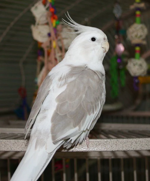White Face Pearl Cockatiel, hand fed cockatiel, tame intelligent parrot, exotic bird shipping, Todd Marcus Birds Exotic, vaccinated cockatiels, exotic birds for sale, hand reared birds, pet cockatiels, pearl cockatiel for sale White Face Pearl Cockatiel, hand fed cockatiel, tame intelligent parrot, exotic bird shipping, Todd Marcus Birds Exotic, vaccinated cockatiels, exotic birds for sale, hand reared birds, pet cockatiels, pearl cockatiel for sale