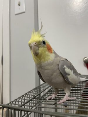 Cockatiel Yellow Cockatiel Yellow, hand fed cockatiel, tame cockatiel for sale, healthy cockatiel, exotic pet bird, parrot shipping USA, Todd Marcus Birds Exotic