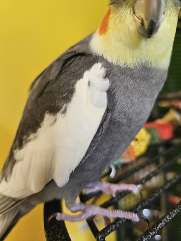 Cockatiel Yellow Cockatiel Yellow, hand fed cockatiel, tame cockatiel for sale, healthy cockatiel, exotic pet bird, parrot shipping USA, Todd Marcus Birds Exotic