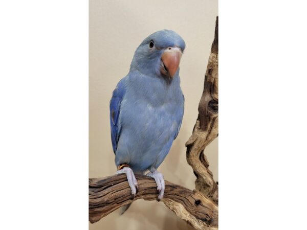 Indian Ring Neck Parrot Blue/Cobalt, Blue/Cobalt Ringneck, Exotic Birds for Sale, Hand Fed Parrots, Tamed Parrots, Vaccinated Parrots, Marcus Exotic Birds, Domestic Bird Shipping, International Bird Shipping