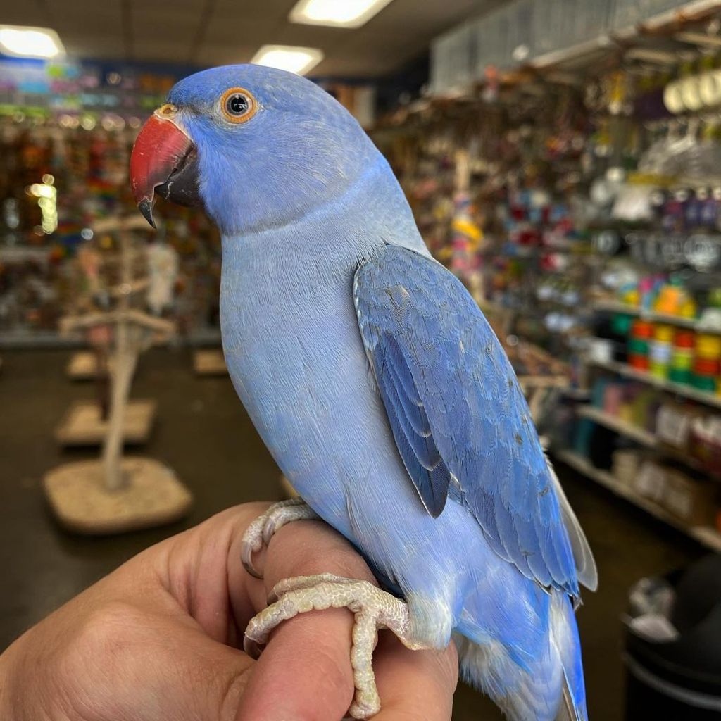 Blue/White Lacewing Indian Ring Neck, tame Indian Ring Neck parrot, hand fed Indian Ring Neck, exotic parrots for sale USA, vaccinated parrots, rare Indian Ring Neck parrot, Indian Ring Neck care, parrot store USA