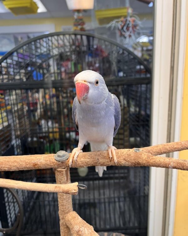 Harlequin Pied Grey Parrot, Indian Ring Neck Parrot, Exotic Parrots for Sale, Hand Fed Parrots, Rare Indian Ring Neck, Tame Talking Parrot, Vaccinated Parrots for Sale, Todd Marcus Birds Exotic, Safe Parrot Shipping, International Parrot Shipping