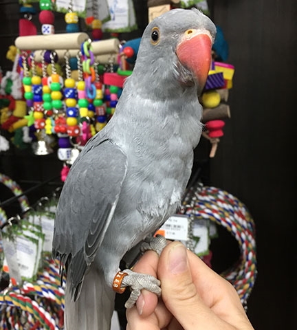 Harlequin Pied Grey Parrot, Indian Ring Neck Parrot, Exotic Parrots for Sale, Hand Fed Parrots, Rare Indian Ring Neck, Tame Talking Parrot, Vaccinated Parrots for Sale, Todd Marcus Birds Exotic, Safe Parrot Shipping, International Parrot Shipping