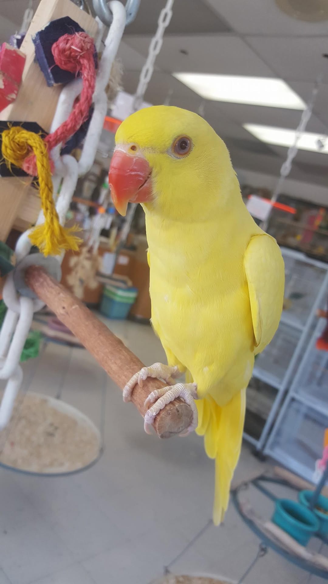 Harlequin Pied Yellow Parrot, Indian Ring Neck Parrot, Hand Fed Parrot, Exotic Parrot for Sale, Tame Talking Parrot, Rare Indian Ring Neck, Parrot Shipping USA, International Parrot Shipping, Vaccinated Parrots, Todd Marcus Birds Exotic