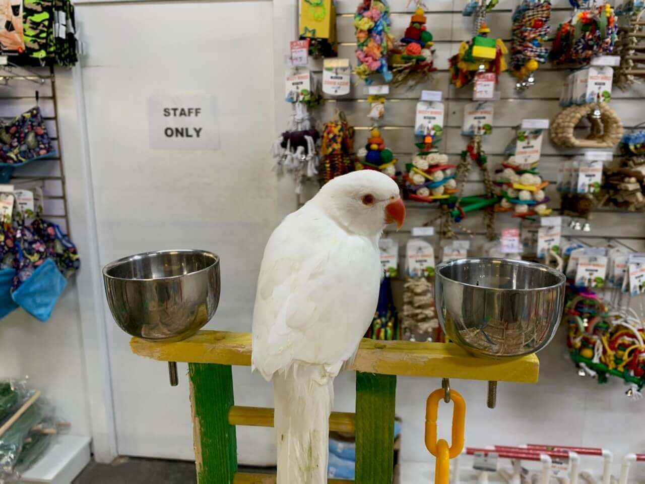 ndian Ring Neck Parrot White, White Ringneck Parakeet, Exotic Birds for Sale, Hand Fed Parrots, Tamed Parrots, Vaccinated Parrots, Marcus Exotic Birds, Domestic Bird Shipping, International Bird Shipping