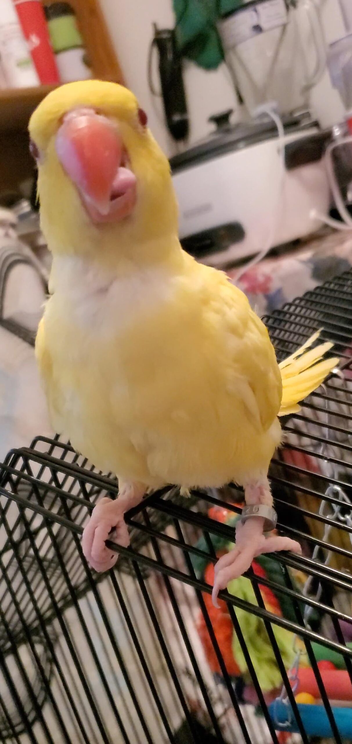 White Cremino Indian Ring Neck, Yellow Cremino Indian Ring Neck, Hand Fed Cremino Parrot, Tame Indian Ring Neck, Exotic Indian Ring Neck Parrots, Rare Indian Ring Neck Parrot, Indian Ring Neck for Sale USA