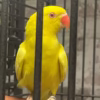 Indian Ring Neck Parrot Yellow Oliver, Yellow Oliver Ringneck, Exotic Birds for Sale, Hand Fed Parrots, Tamed Parrots, Vaccinated Parrots, Marcus Exotic Birds, Domestic Bird Shipping, International Bird Shippin