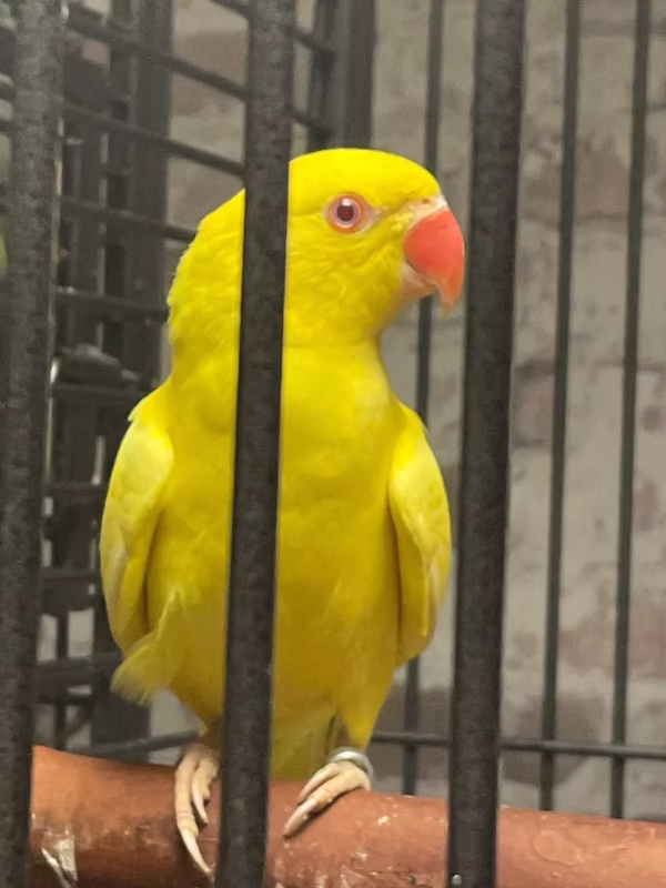 Indian Ring Neck Parrot Yellow Oliver, Yellow Oliver Ringneck, Exotic Birds for Sale, Hand Fed Parrots, Tamed Parrots, Vaccinated Parrots, Marcus Exotic Birds, Domestic Bird Shipping, International Bird Shippin