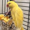 Indian Ring Neck Parrot Yellow Oliver, Yellow Oliver Ringneck, Exotic Birds for Sale, Hand Fed Parrots, Tamed Parrots, Vaccinated Parrots, Marcus Exotic Birds, Domestic Bird Shipping, International Bird Shippin