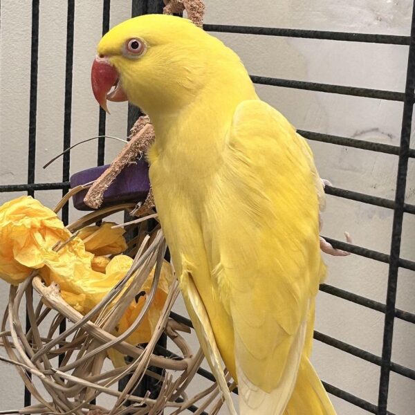 Indian Ring Neck Parrot Yellow Oliver, Yellow Oliver Ringneck, Exotic Birds for Sale, Hand Fed Parrots, Tamed Parrots, Vaccinated Parrots, Marcus Exotic Birds, Domestic Bird Shipping, International Bird Shippin