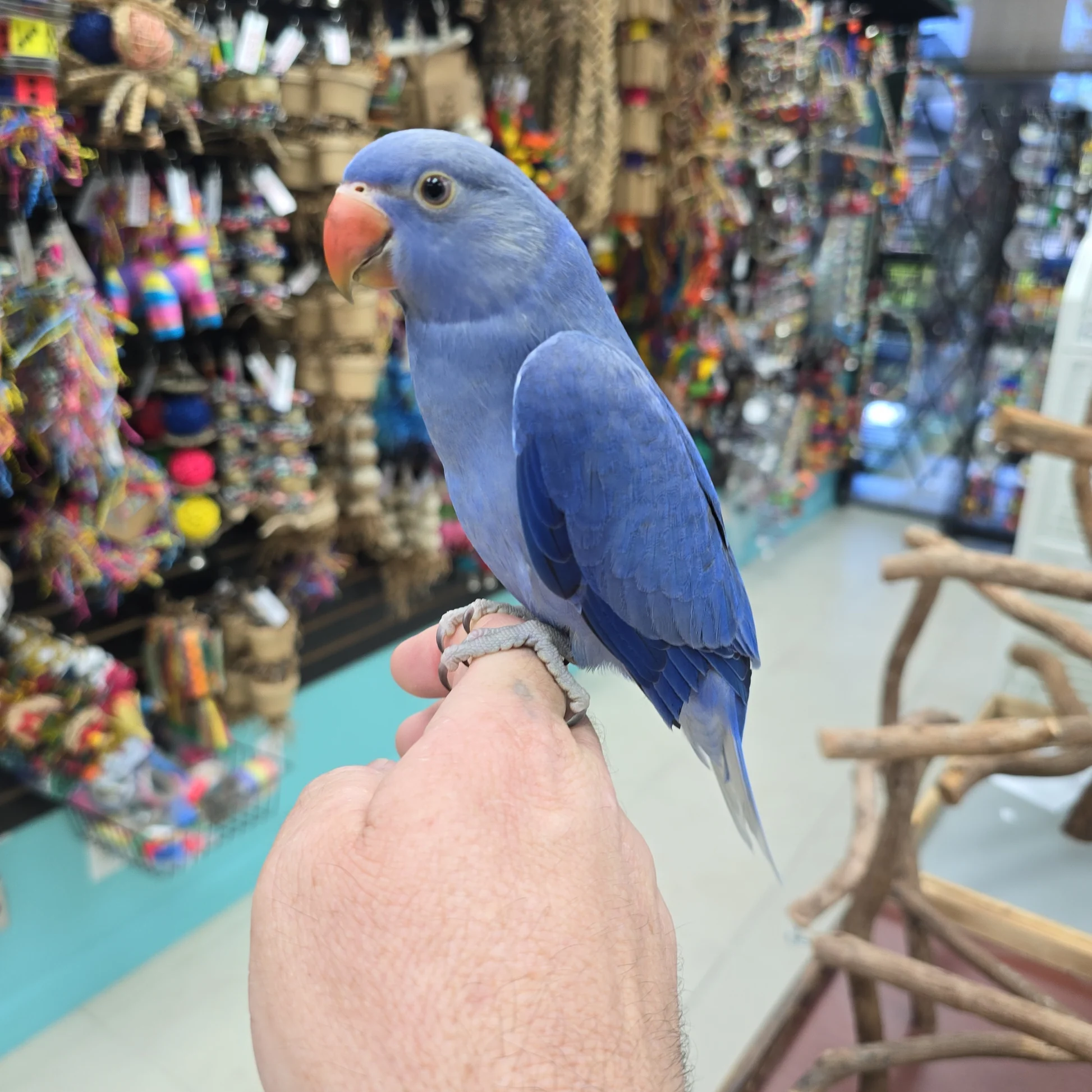 Violet Indian Ring Neck Parrot, hand fed parrots, tame parrots, vaccinated parrots, exotic parrots, parrots for sale USA, parrot care, parrot intelligence, parrot lifespan, Todd Marcus Birds Exotic