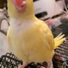 White Cremino Indian Ring Neck, Yellow Cremino Indian Ring Neck, Hand Fed Cremino Parrot, Tame Indian Ring Neck, Exotic Indian Ring Neck Parrots, Rare Indian Ring Neck Parrot, Indian Ring Neck for Sale USA