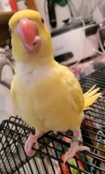 White Cremino Indian Ring Neck, Yellow Cremino Indian Ring Neck, Hand Fed Cremino Parrot, Tame Indian Ring Neck, Exotic Indian Ring Neck Parrots, Rare Indian Ring Neck Parrot, Indian Ring Neck for Sale USA