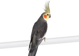 Cockatiel