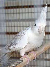 Cockatiel White Face Pearl