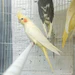 Cockatiel Yellow