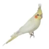 Cockatiel Yellow