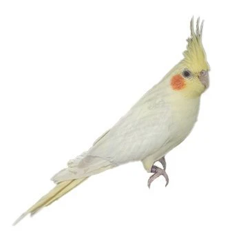 Cockatiel Yellow