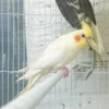 Cockatiel Yellow