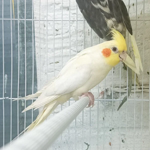 Cockatiel Yellow